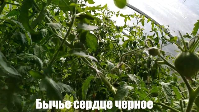 Микрообзор томата сорта Бычье сердце черное (теплица, Калуга) смотреть онлайн