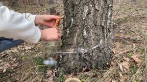 Добыча березового сока просто и безопасно с помощью шуруповерта и трубочки