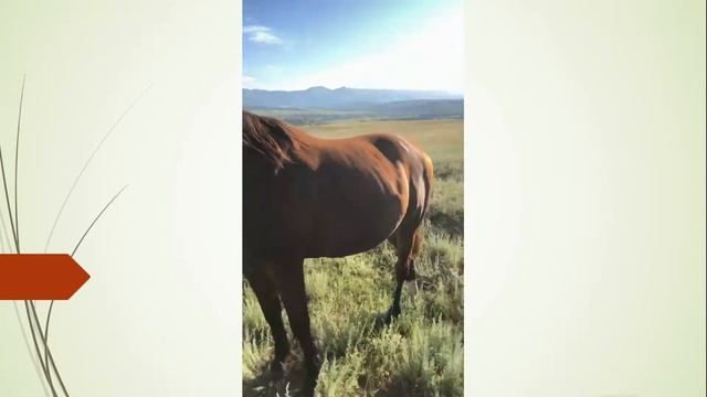 Едем с детьми в табун. смотреть онлайн