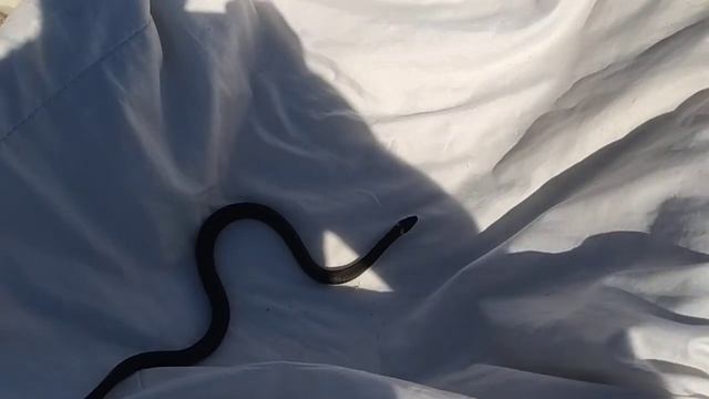 Змея на участке