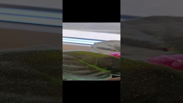 Фиалка. Май 2024 год