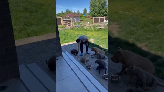 Выдержка и еда по команде с гостем 11 собак!!!! (Бигль-Марли) смотреть онлайн