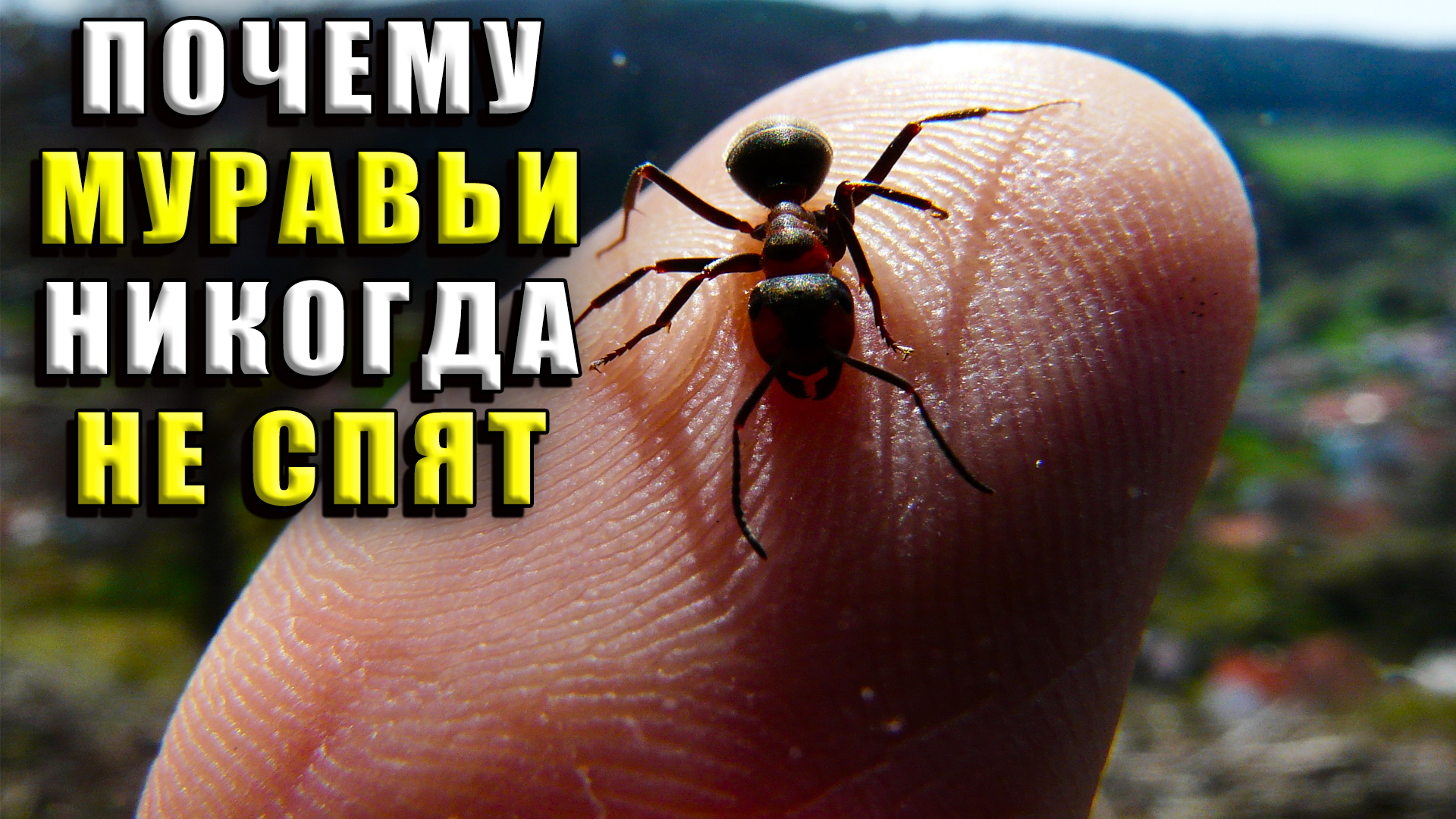 Почему муравьи никогда не спят