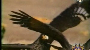 Экологические группы птиц