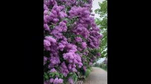 А весна,а весна все любовью залила от ТАТЬЯНОЧКИ.) (ж)