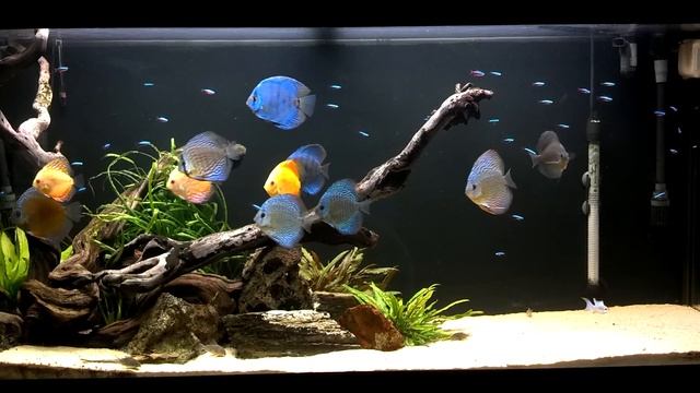 Josh's Discus Fish Tank - Blue Fish Aquarium 11.13.14 смотреть онлайн