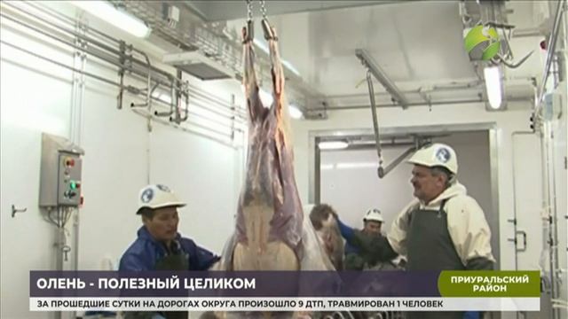 В Аксрке обсудили О глубокой переработке северного оленя смотреть онлайн