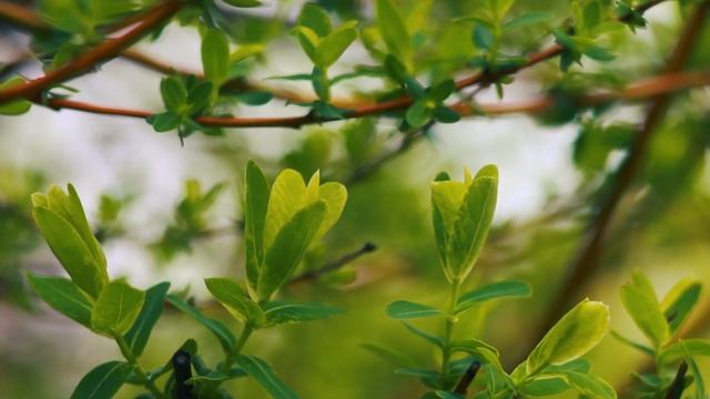 Сочная цветущая весна — ива Хакуро Нишики весной | Футажи красивая природа [FullHD] смотреть онлайн