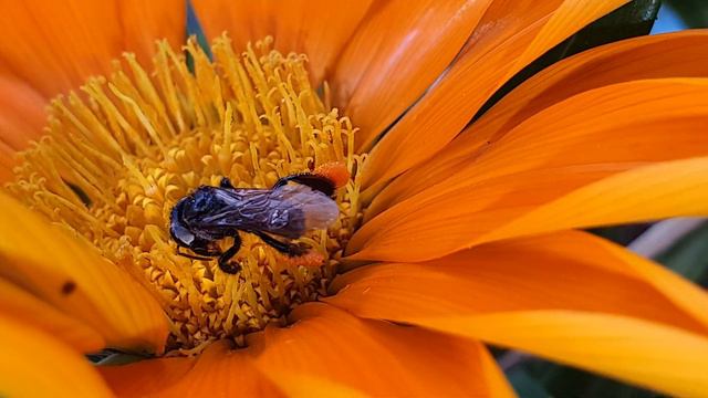Abelha na flor da Gazania смотреть онлайн