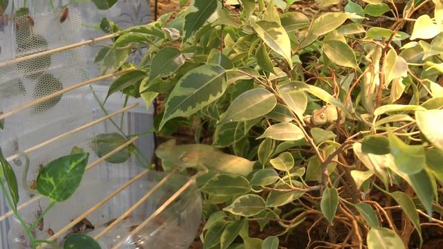 Кормление малышей Йеменских хамелеонов Chamaeleon calyptratus смотреть онлайн