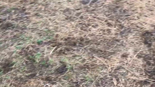 Заметно, что в львицах охотничий инстинкт сильнее! Тайган Lions in Crimea смотреть онлайн