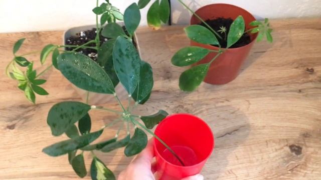 ШЕФЛЕРА. РАЗМНОЖЕНИЕ ЧЕРЕНКОМ/ЛИСТОМ. РЕЗУЛЬТАТЫ смотреть онлайн