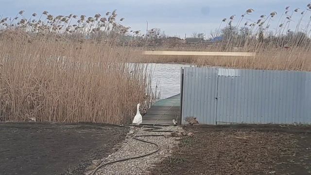 Побег из курятника,утка сбежала гусь не такой смелый смотреть онлайн