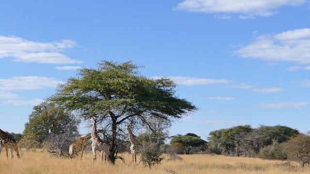Giraffes eating from umbrella acacia смотреть онлайн