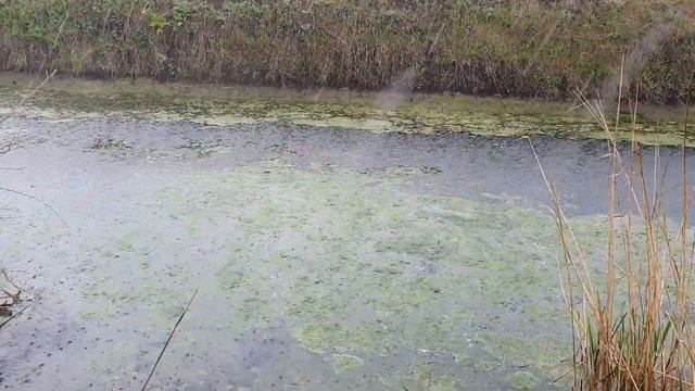 Чудо рыбалка. Алекс поймал золотую рыбку смотреть онлайн