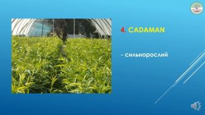 Подвой для персика. Часть 1. Сильнорослые подвои персика.