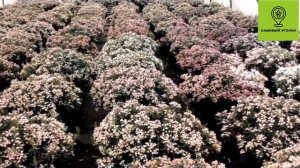 Обзор растения Андромеда, сорт "Blue ice"