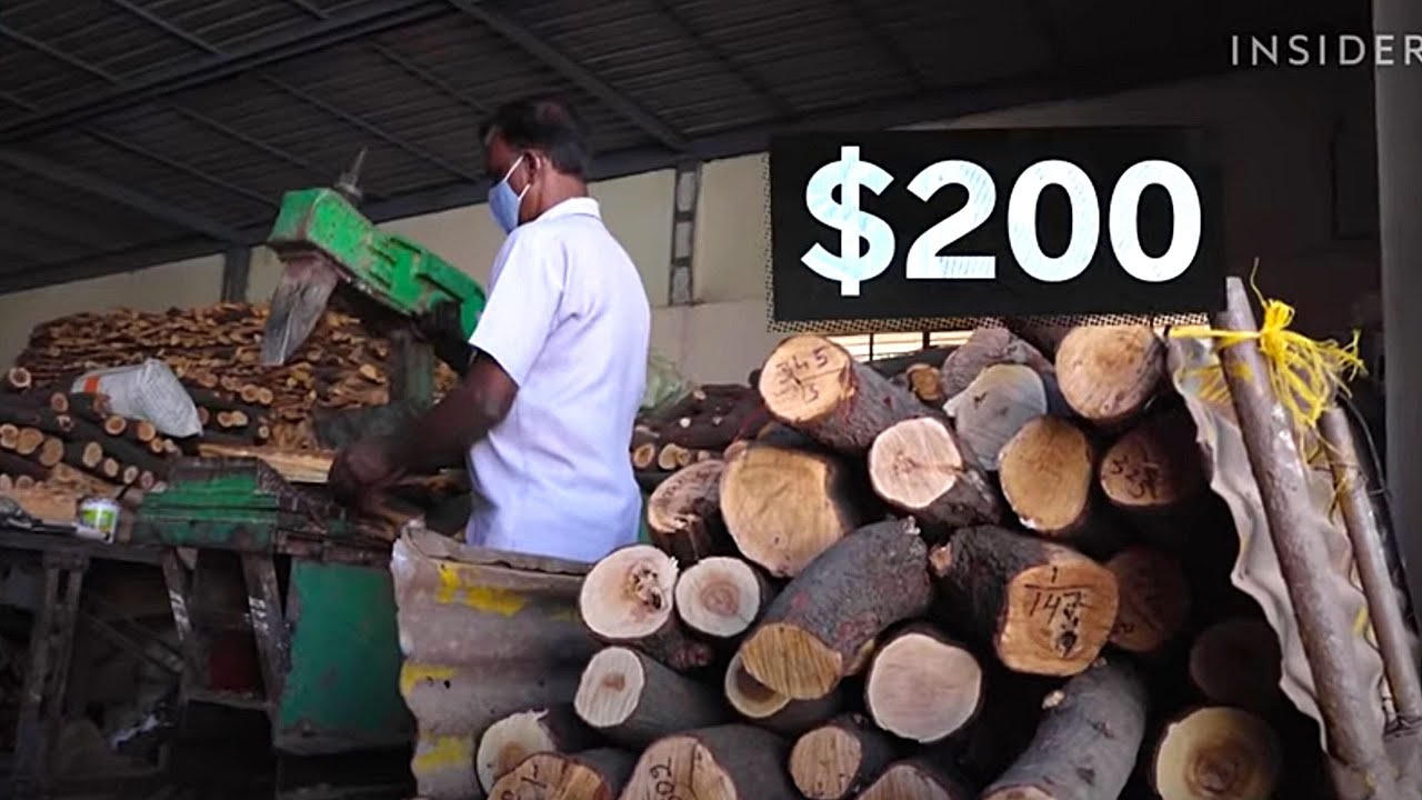 Сандаловое дерево / Как это растет смотреть онлайн