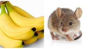 Как избавиться от мышей в квартире раз и навсегда.