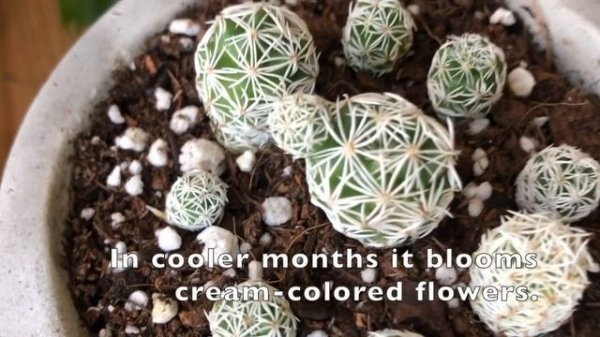 How I Care for Mammillaria gracilis fragilis: Thimble Cactus Facts and Tips