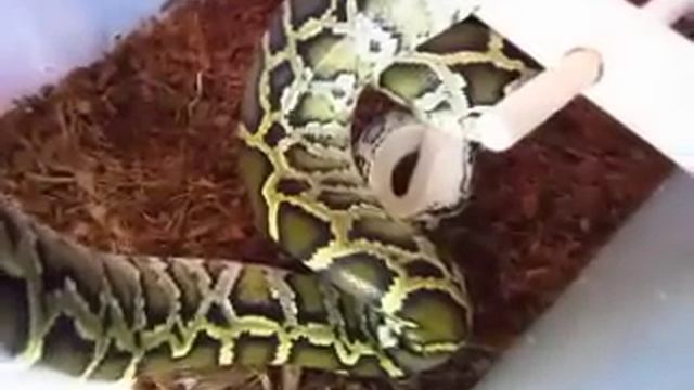 ЗМЕЯ ЕСТ!!! Ада кушает! смотреть онлайн