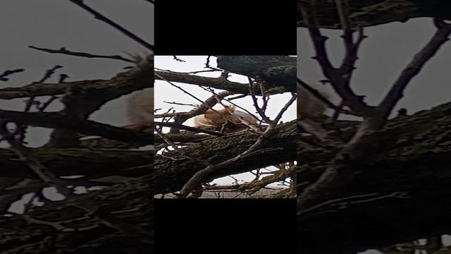 Белочка пришла в гости!