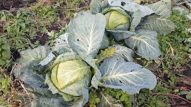 Нижние листы у капусты, обрывать или нет? смотреть онлайн