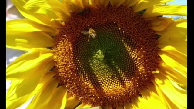 Исцели ты мне душу ладоном.mp4 смотреть онлайн