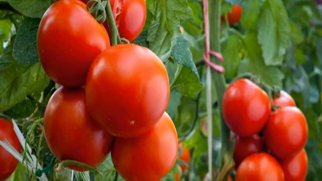 Гумат калия для рассады томатов смотреть онлайн