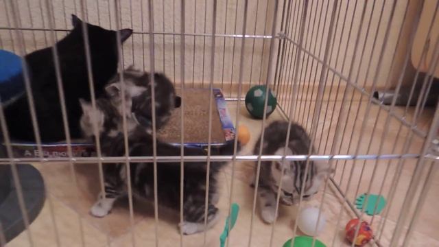 Котята. смотреть онлайн