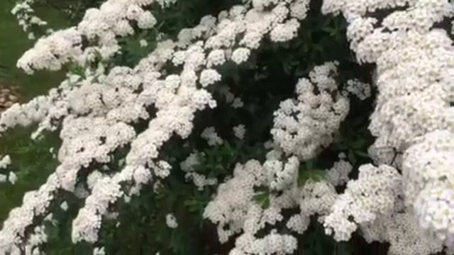Snowmound Spirea Blooms Every Spring! смотреть онлайн
