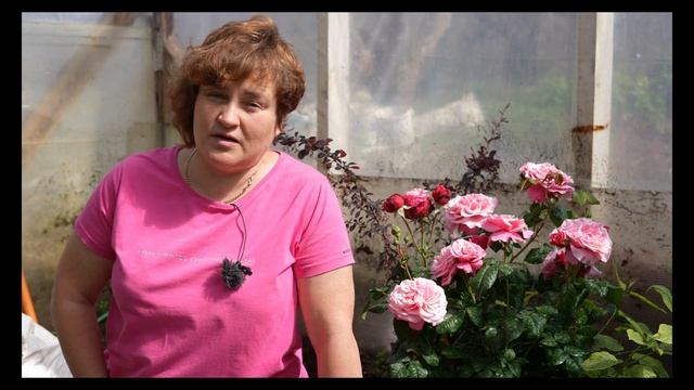 Обзор нового сорта - Вайлдберри - Лесная Ягода смотреть онлайн