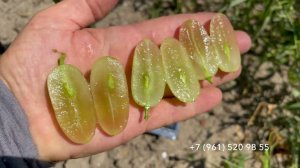 Виноград Мальчик с пальчик, 30 июля 2024 год, Новороссийск.