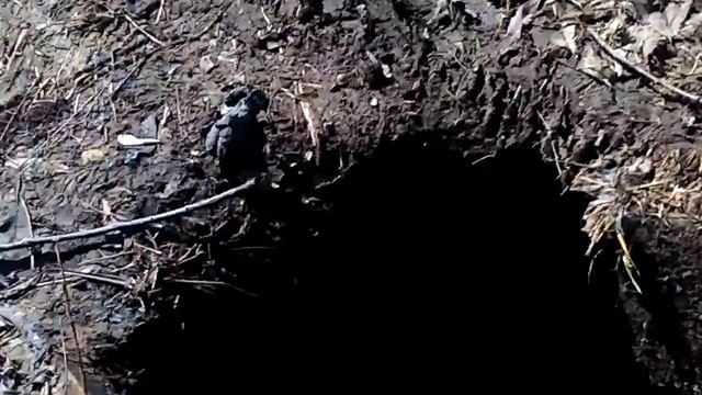 как бобер риє нори смотреть онлайн