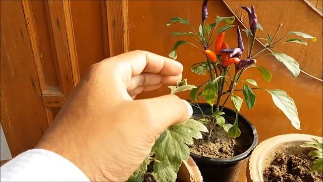 Do This And Get 900% More Flowers On Your Plants/100% Success смотреть онлайн