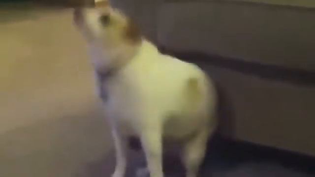 Собака вертится под песню бездушной машины смотреть онлайн