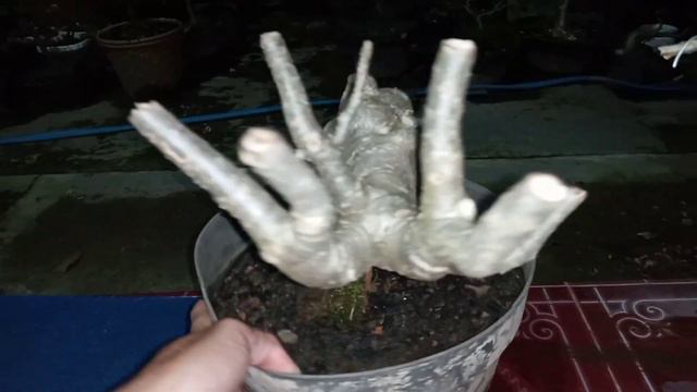 Adenium Arabicum Black Giant