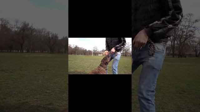 Невероятная Мощь Челюстей и Зубов Льва #shorts смотреть онлайн