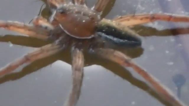 паук Охотник каемчатый(бахромчатый)