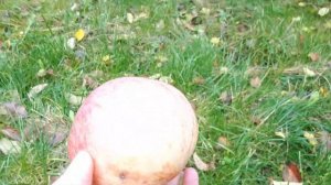 Яблоня сорт Солнышко. Продолжение.