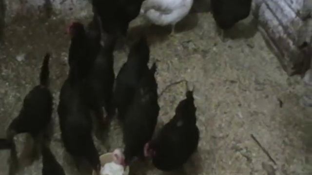 Куры синь синь дяньнесут зеленое яйцо ИНКСТИНК НАСИЖИВАНИЯ