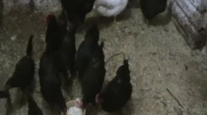 Куры синь синь дянь,несут зеленое яйцо ИНКСТИНК НАСИЖИВАНИЯ