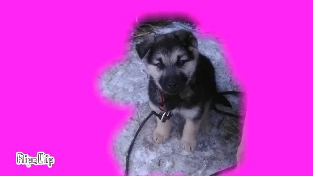 Мой щенок смотреть онлайн