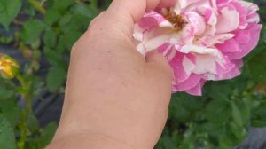 Роза плетистая Абракадабра (Abracadabra)