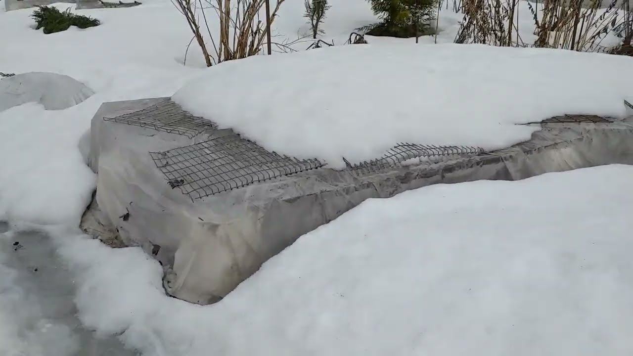 Укрытия роз. Не без ущерба. Конец марта. Калужская область смотреть онлайн