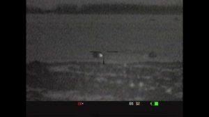 Ночная охота на Енотовидную собаку.