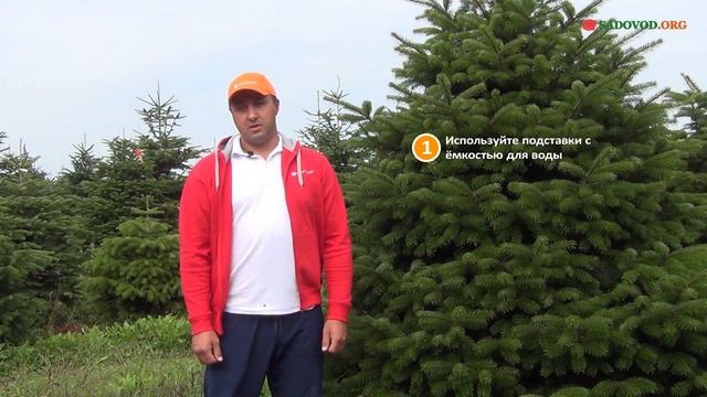 Как ухаживать за срезанной пихтой Нордмана (Датской елкой) смотреть онлайн