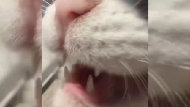 Coffin Dance but it's sounds like animals [Tony Igy - Astronomia (Animal Cover)] смотреть онлайн