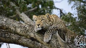 Самые удивительные животные Африки / Фото животных с названиями / Учим млекопитающих Африки