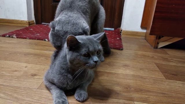 Кот Батон вяжет кошечку №0052 часть 1 смотреть онлайн